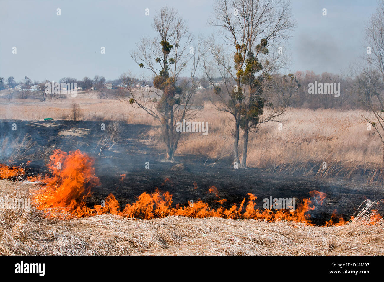 Verbrannte Altbaumbestand auf brennenden Stock-Feld in der Nähe des Stockfoto