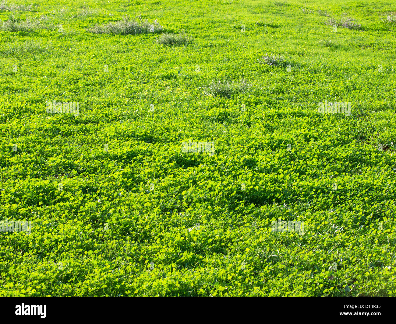 grüne Wiese an einem sonnigen Tag Stockfoto