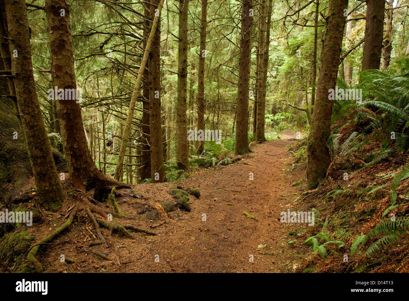 OR00405-00... OREGON - Oregon Coast Trail südlich von Ecola Point im Ecola State Park. Stockfoto