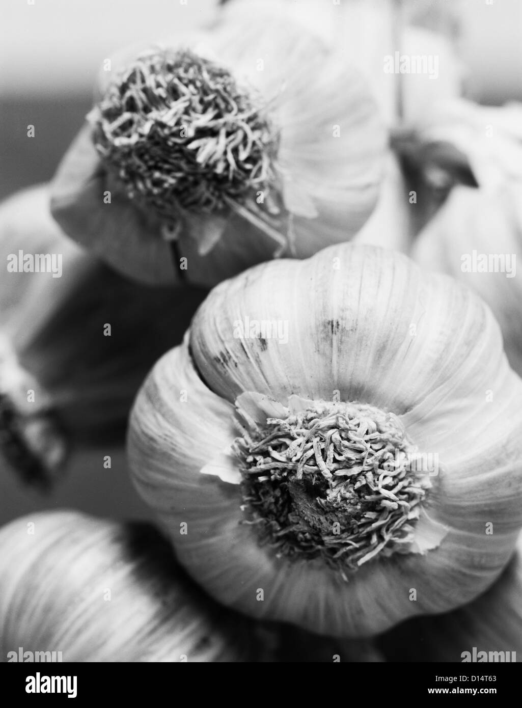 Stillleben, Knoblauch, schwarz und weiß Stockfoto