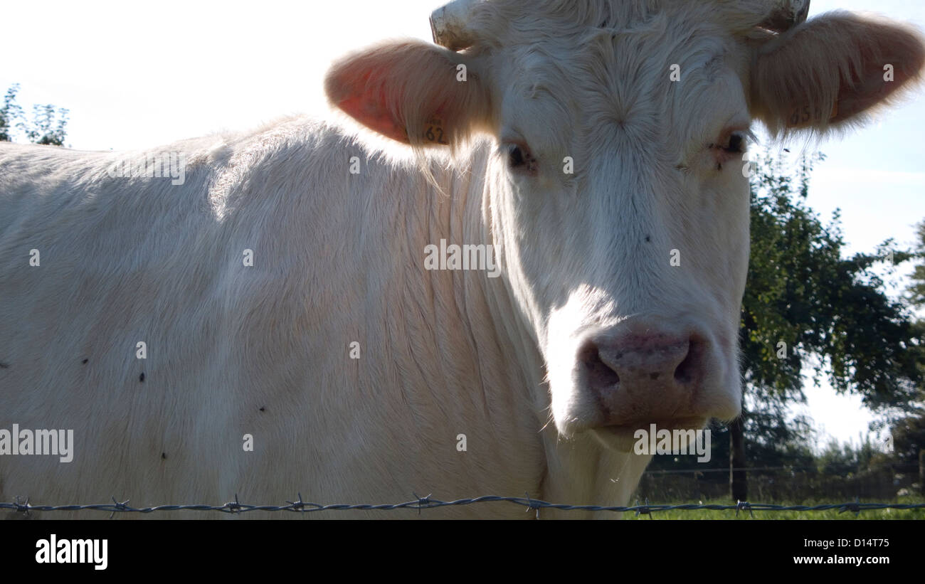 Charolais Kuh, Normandie, Frankreich Stockfoto