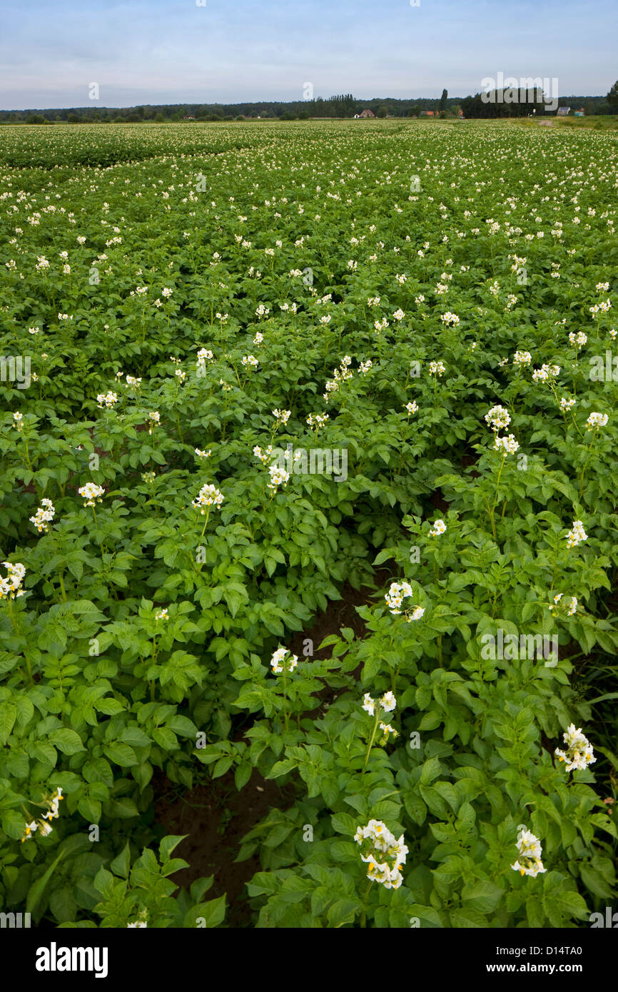 Ackerland mit Kartoffeln im Kartoffelfeld im Sommer blühen Stockfoto