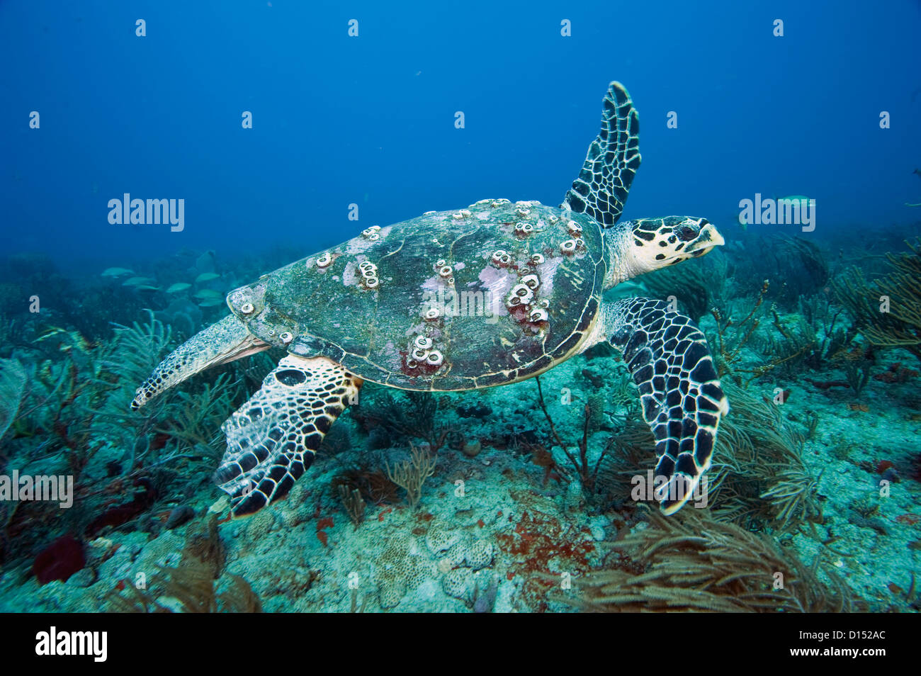 Sea Hawksbill Turtle, Eretmochelys Imbricata, fotografiert in Palm Beach County, FL. Karettschildkröten Leben ausschließlich auf die Korallenriffe Stockfoto