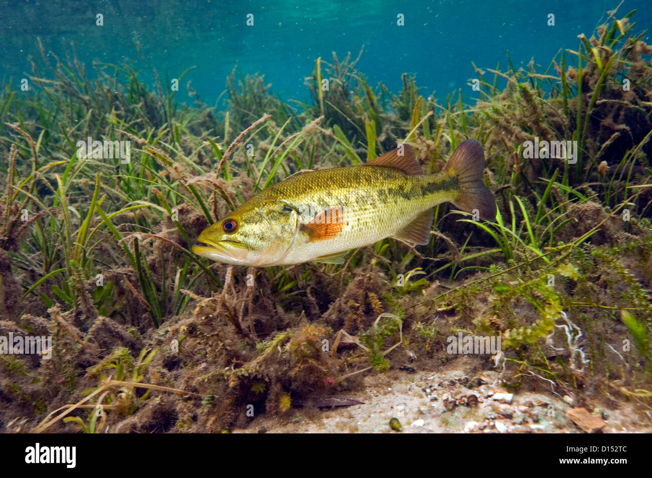 Ein männlicher großer Mund Bass, Micropterus Salmoides, schützt sein Nest in den Regenbogen-Fluss im Nordwesten Florida, United States. Stockfoto