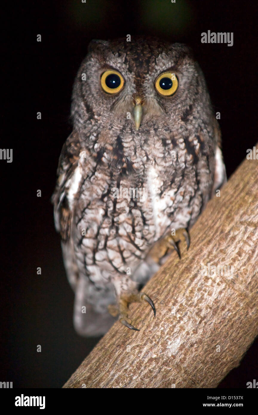 Eine östliche Käuzchen, Megascops Asio, sitzt auf einem Baum in einem Hinterhof in Florida. Stockfoto