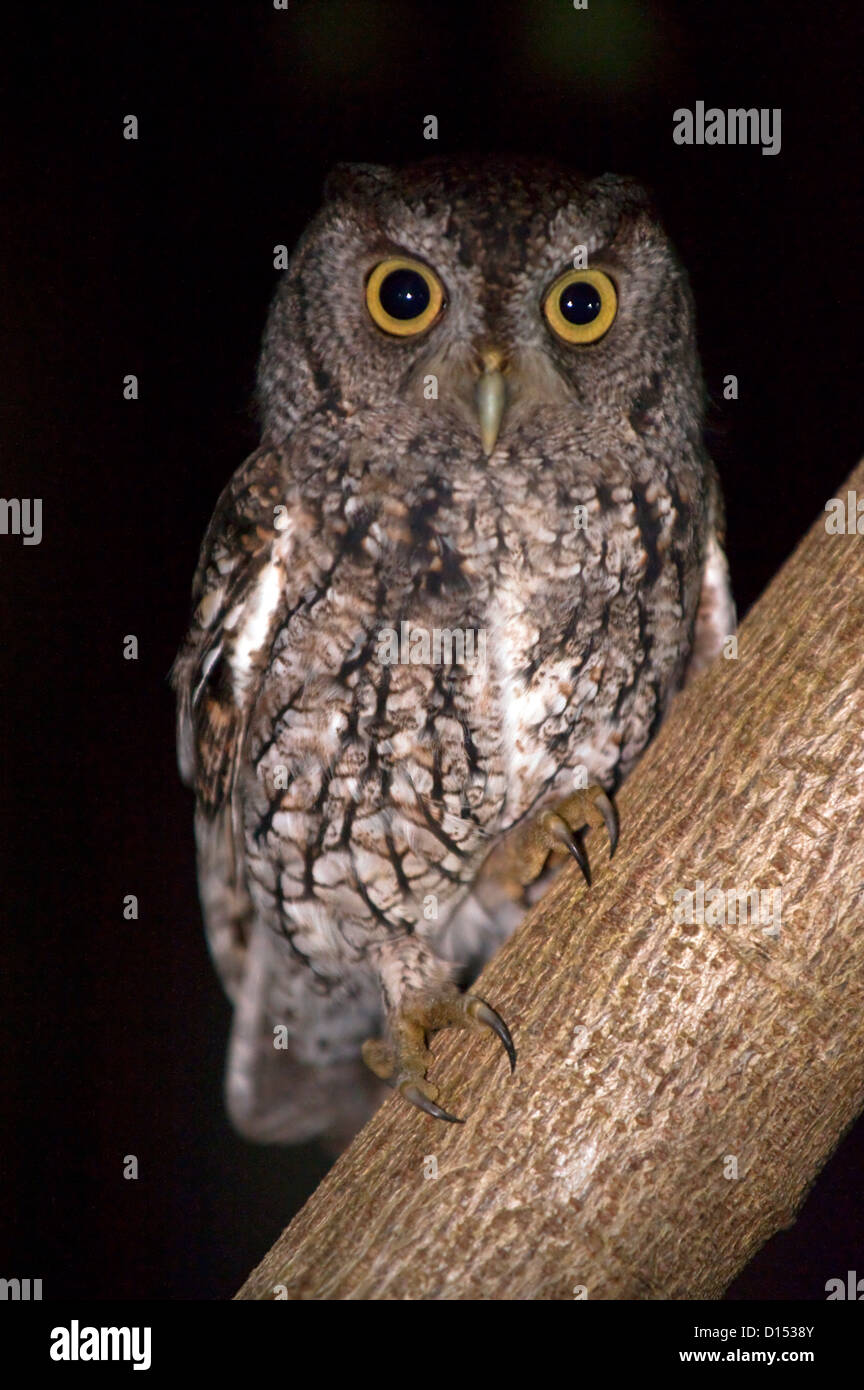 Eine östliche Käuzchen, Megascops Asio, sitzt auf einem Baum in einem Hinterhof in Florida. Stockfoto