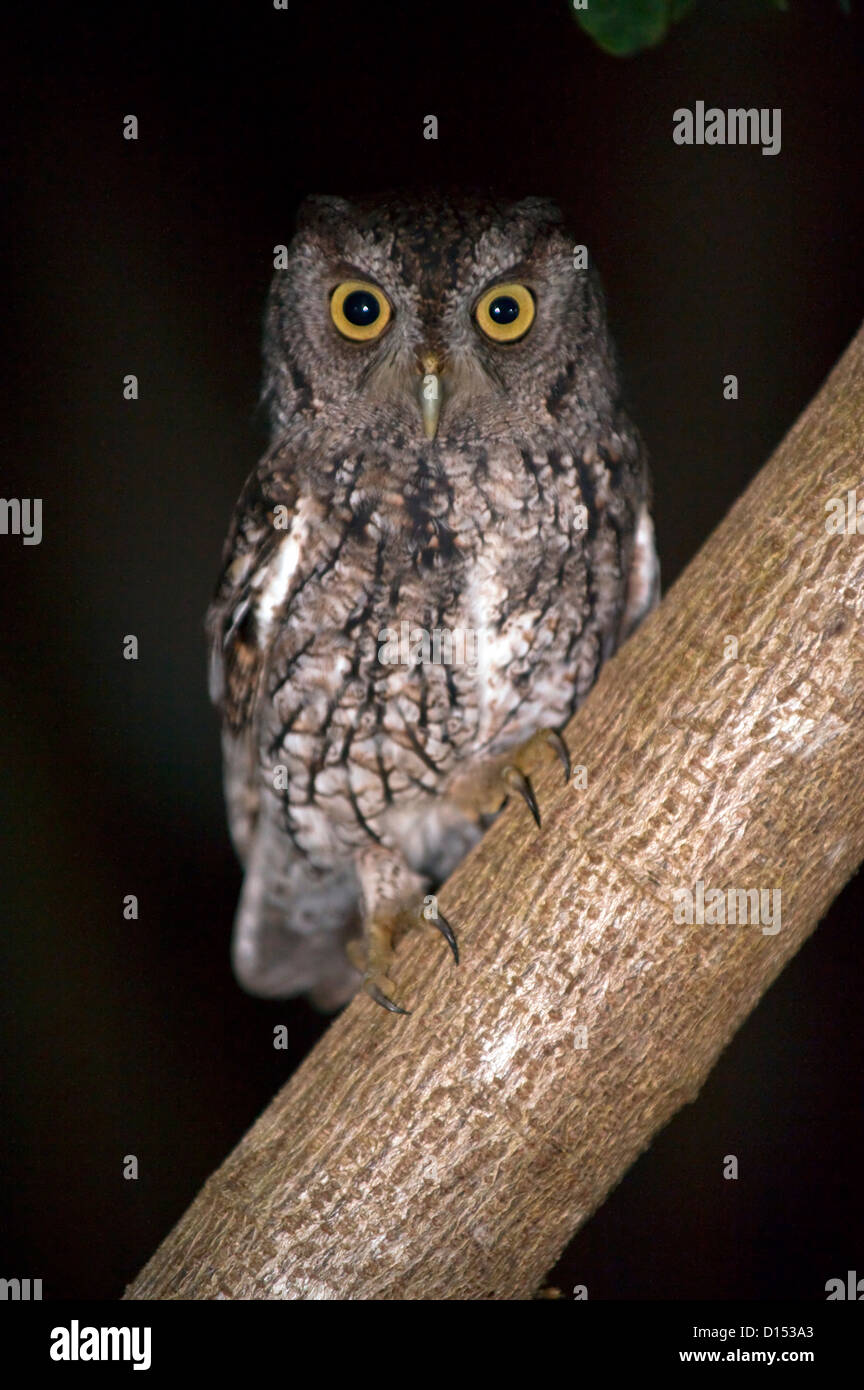 Eine östliche Käuzchen, Megascops Asio, sitzt auf einem Baum in einem Hinterhof in Florida. Stockfoto
