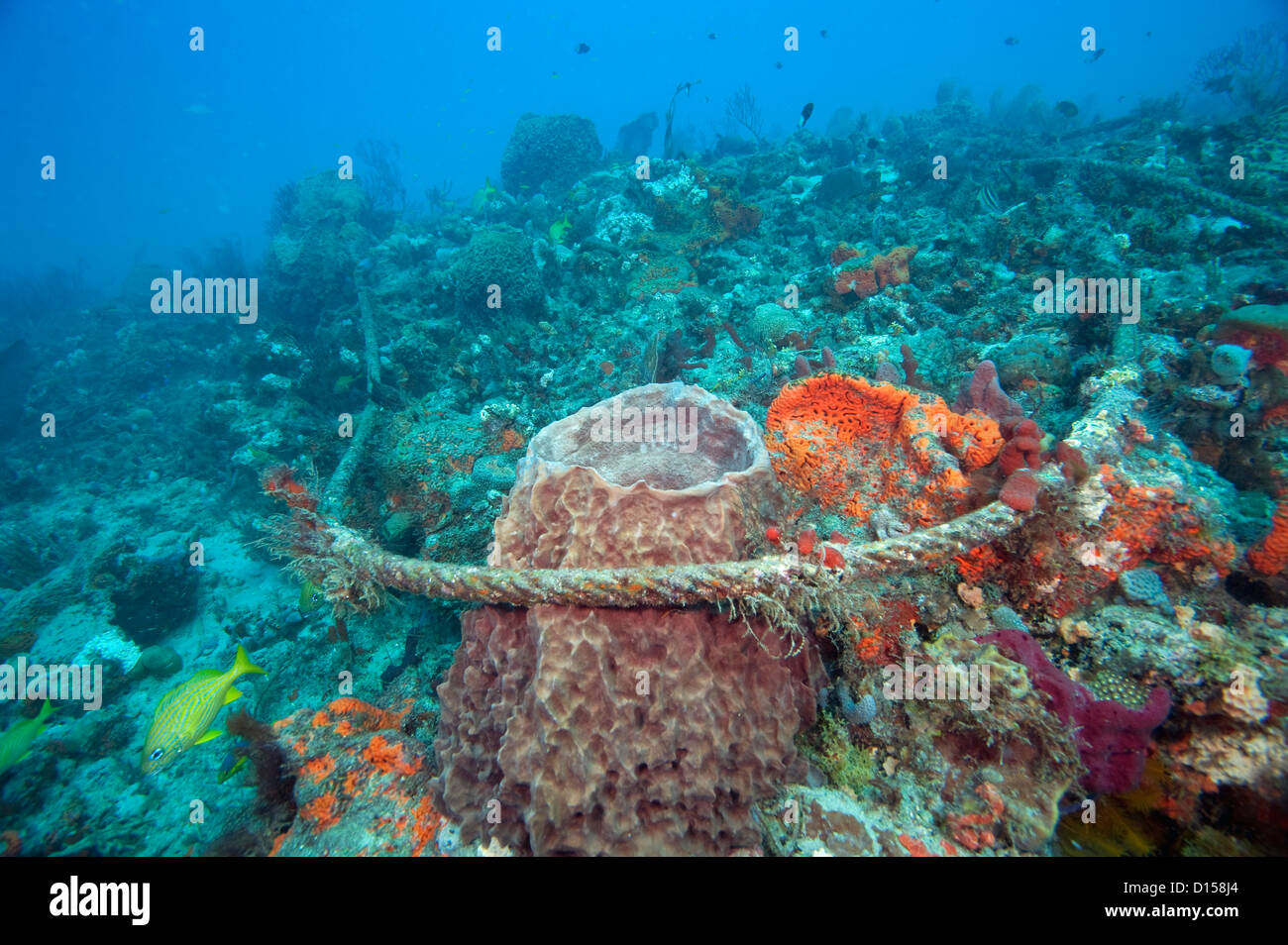 Eine ausrangierte Ankerleine schädigt empfindliche Schwämme und Korallen am Riff Breakers in Palm Beach County, Florida, Vereinigte Staaten von Amerika. Stockfoto