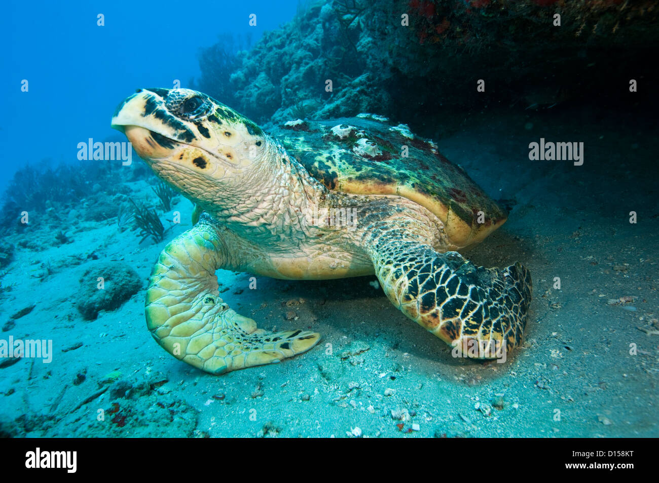 Sea Hawksbill Turtle, Eretmochelys Imbricata, fotografiert in Palm Beach County, FL. Karettschildkröten Leben ausschließlich auf die Korallenriffe Stockfoto