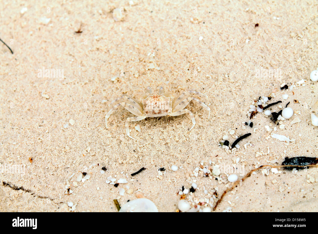 Weiße Krabben Leben auf den Malediven Strand (Granchio Bianco Vivo, Sulla Spiaggia Maldiviana) Stockfoto
