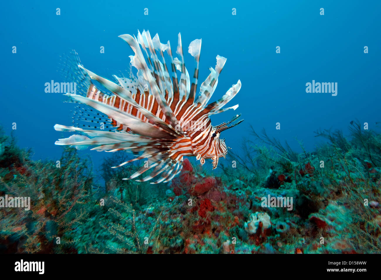 Ein Volitans Rotfeuerfische, Pterois Volitans, eine invasive Speceies geistert ein Korallenriff Offshore-Palm Beach, auf der Suche nach Jungfische Stockfoto
