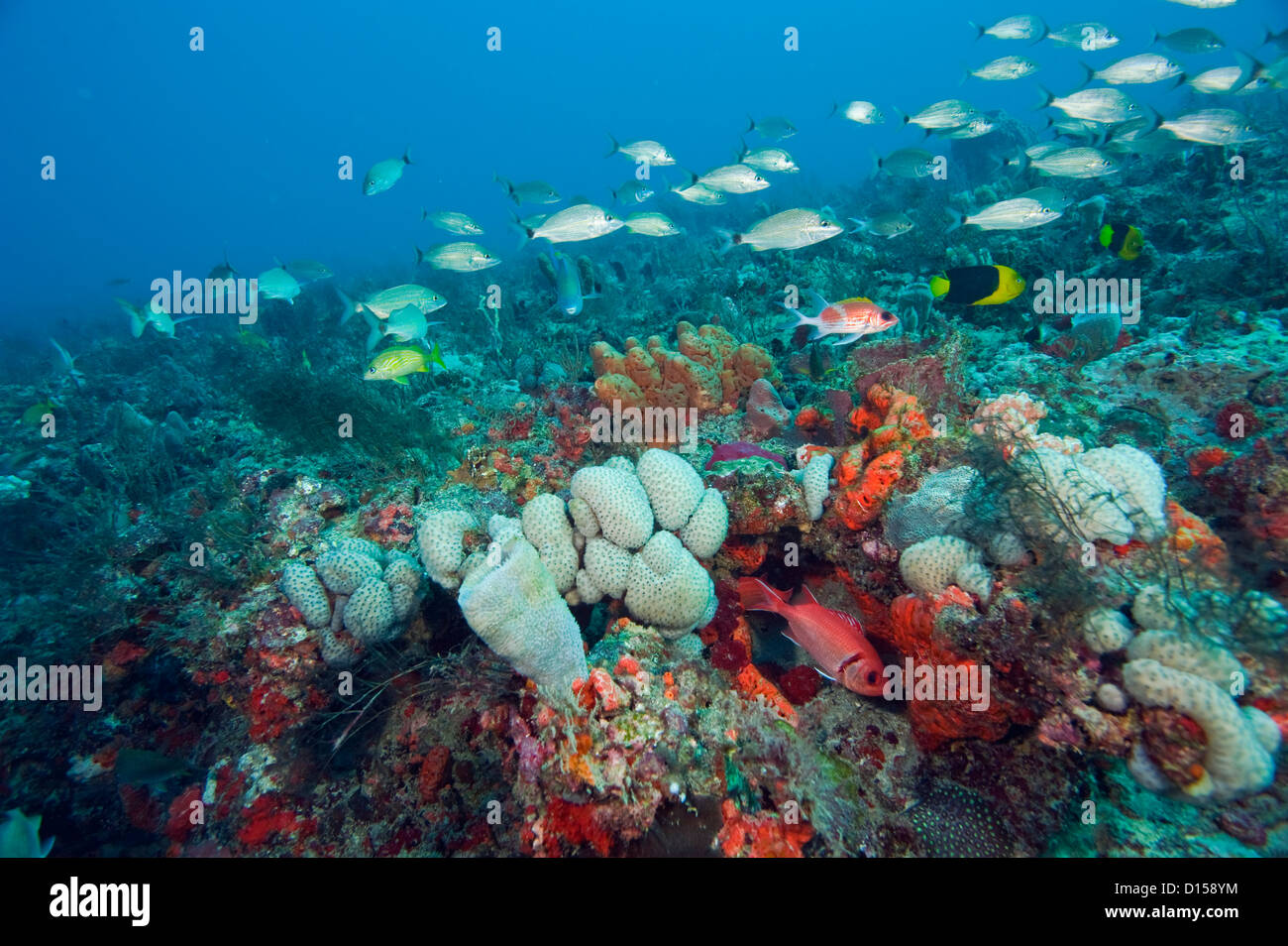 Ein Korallenriff im Südosten von Florida, bedeckt in einer Vielzahl von wirbellosen Tierarten, darunter Korallen und Schwämme, ist Heimat von Hun Stockfoto