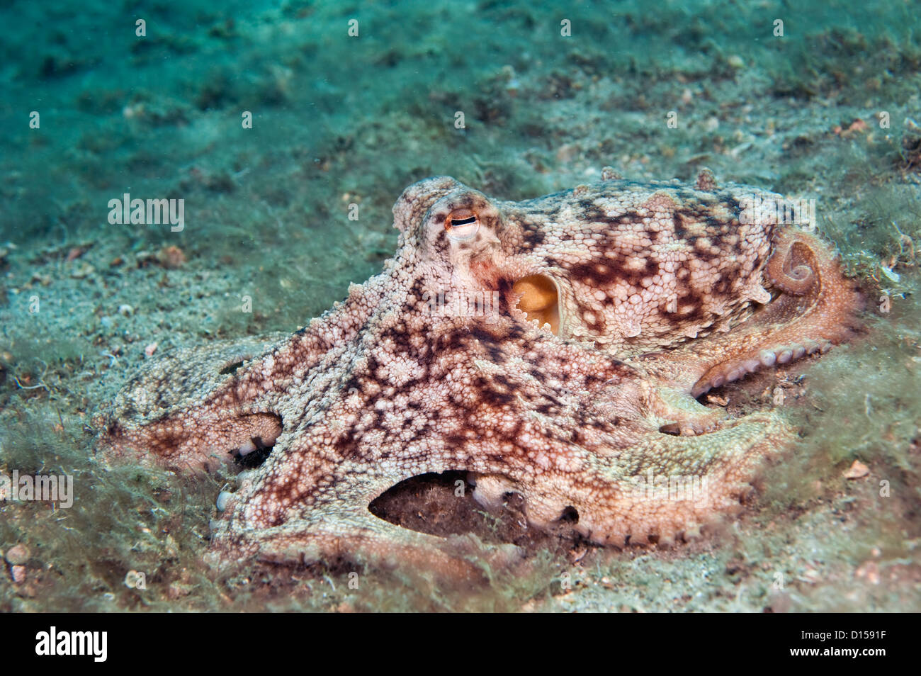 Eine gemeinsame Krake, Octopus Vulgaris, fotografiert auf der Unterseite der Lake Worth Lagune in Singer Island im US-Bundesstaat Florida Stockfoto