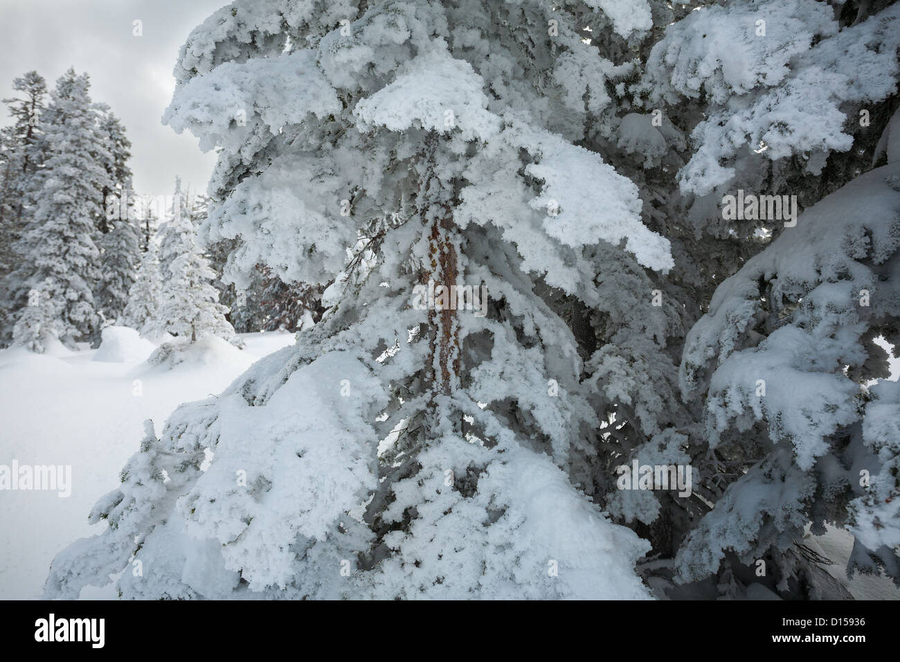 Bereift Schnee klammert sich an den Zweigen der Kiefern in Kalifornien, mit frischem Schnee auf dem Boden und einem grauen stürmischen Himmel oben. Stockfoto