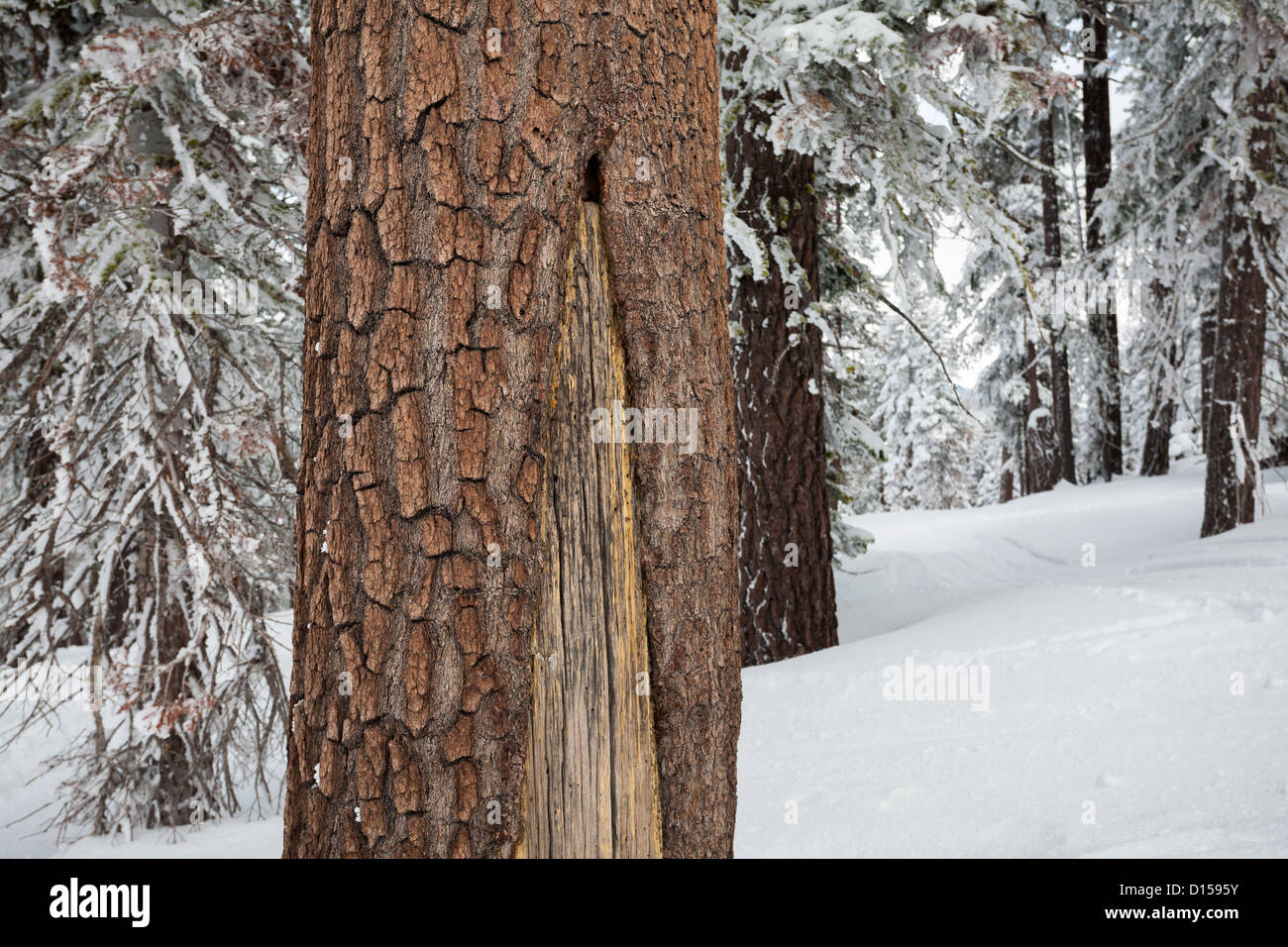 Raue Rinde einer Tanne in der kalifornischen Sierra Nevada Mountains mit einem schmackhaft Pfad in den verschneiten Wald hinter. Stockfoto