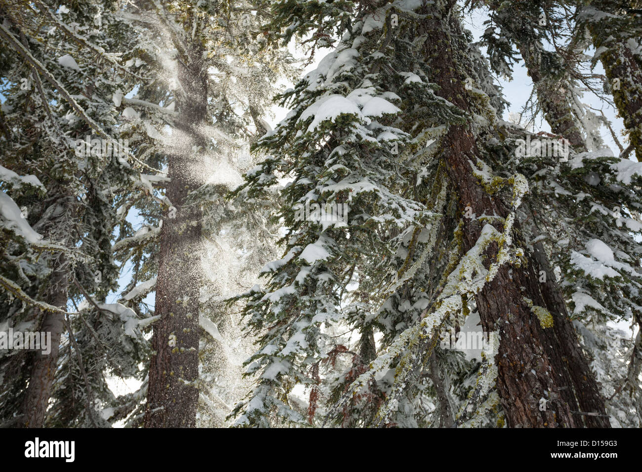 Frischer Schnee fällt Bäume in einem leichten Windstoß und funkelt in das Licht, das den Tahoe Wald durchbohrt. Stockfoto