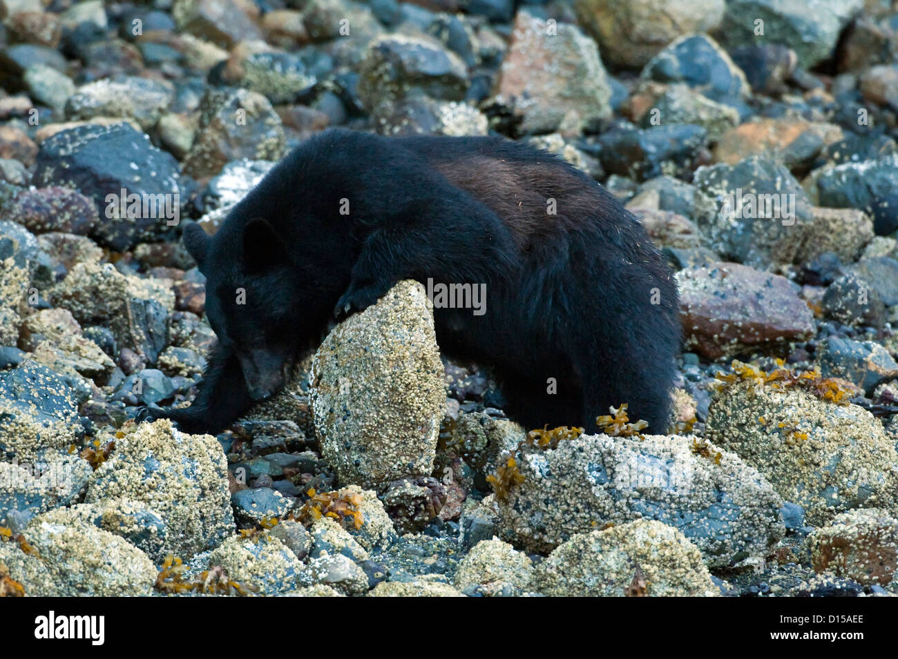 Schwarzer Bär, Ursus Americanus Vancouveri, sucht nach Nahrung bei Ebbe am Strand entlang in Clayoquot Sound, Vancouver Island, BC Stockfoto