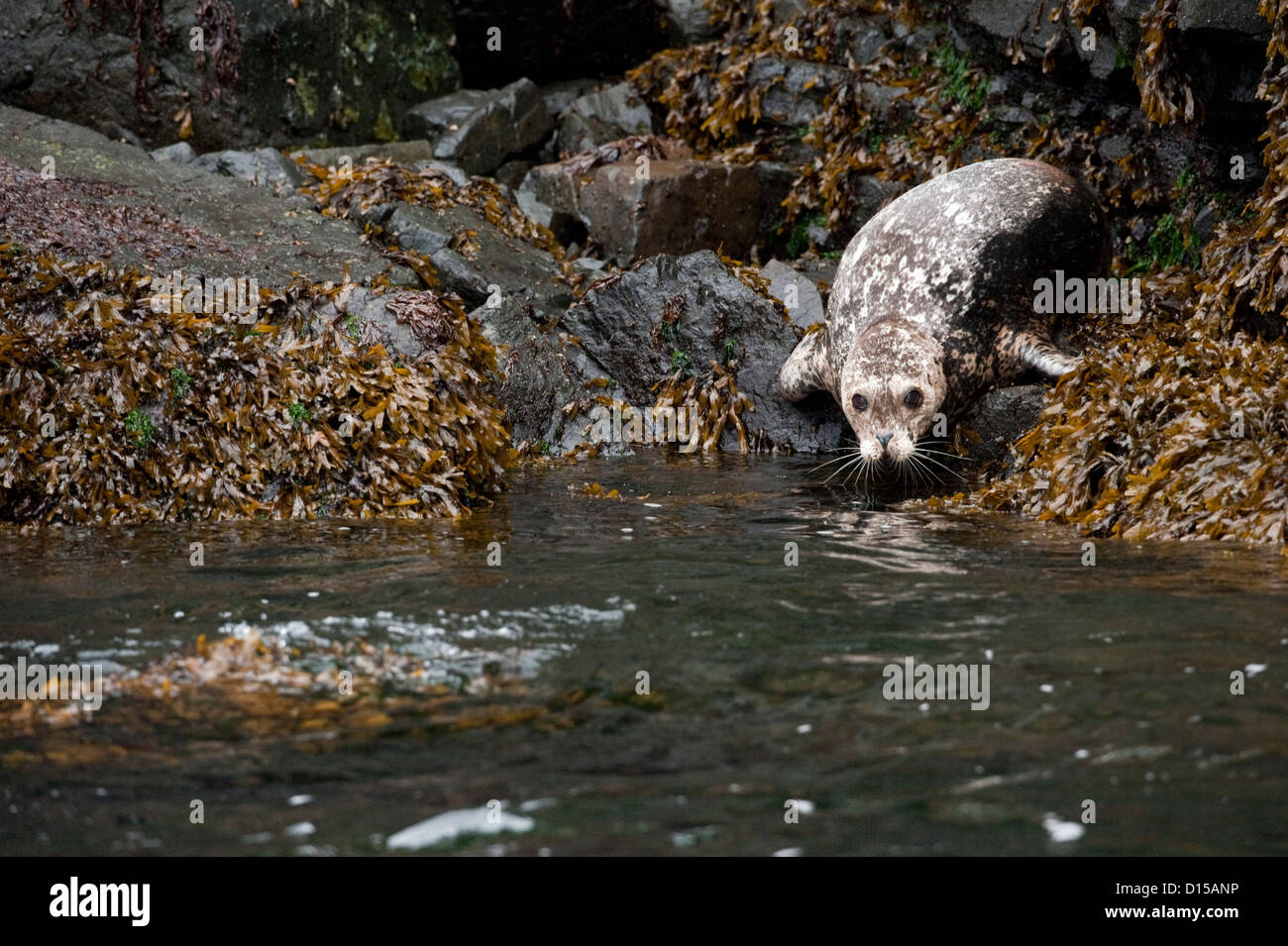 Seehunde, Phoca Vitulina, befinden sich entlang der Küste von Quadra Island, Britisch-Kolumbien, Kanada Stockfoto