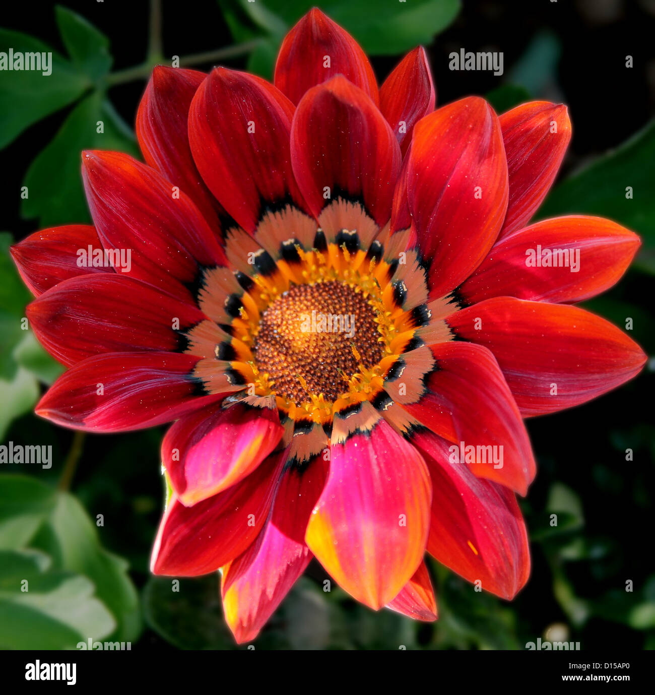 Rote Blume und viele Schattierungen in Makro. (Fiore Rosso e Tante Sfumature in Macrofotografia.) Stockfoto