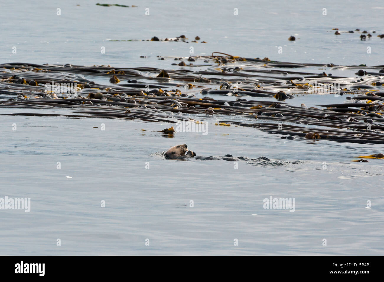 Ein Seeotter, Enhydra Lutris, beruht auf der Oberfläche der Inside Passage, Vancouver Island, British Columbia, Kanada Stockfoto