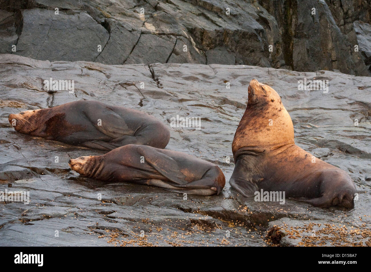 Steller Seelöwen, Eumetopias Jubatus, eine vom Aussterben bedrohte Arten, versammeln sich auf einer felsigen Insel nördlich von Vancouver Island, BC Stockfoto