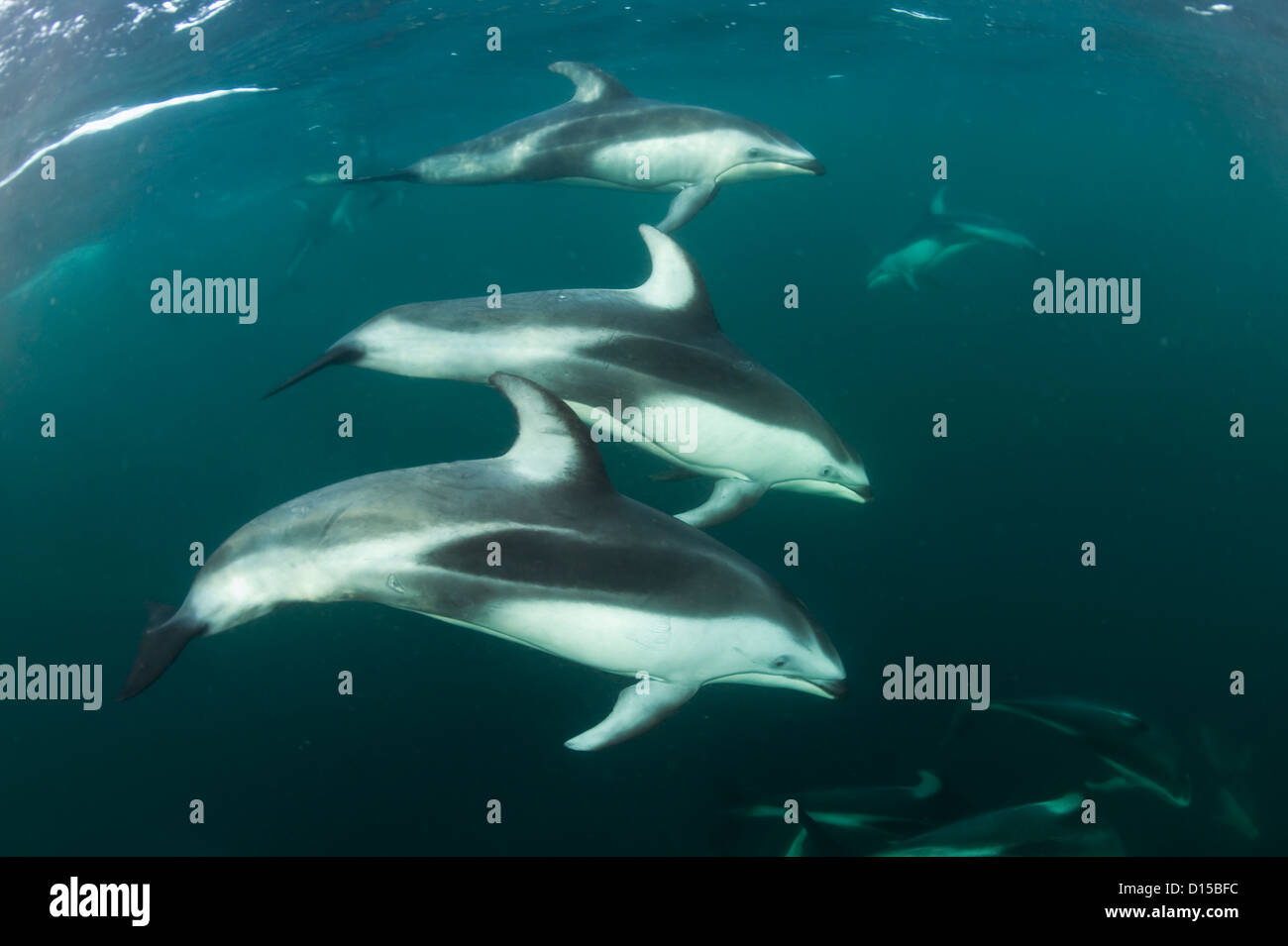 Pacific White-seitig Delphine, Lagenorhynchus Obliquidens, Schwimmen in der Nähe von Johnstone Strait in British Columbia, Kanada. Stockfoto
