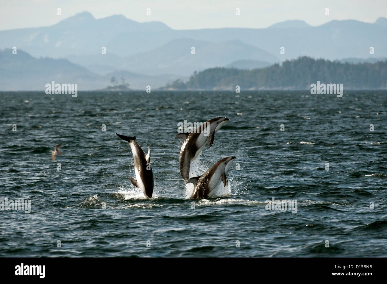 Pacific White-seitig Delphine, Lagenorhynchus Obliquidens, springen in der Nähe von Johnstone Strait in British Columbia, Kanada. Stockfoto