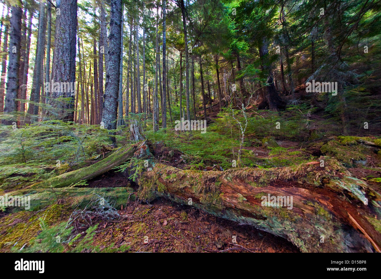 Zweiter Generation angemeldet Wald auf Hanson Island in der Nähe von Alert Bay, British Columbia, Kanada Stockfoto