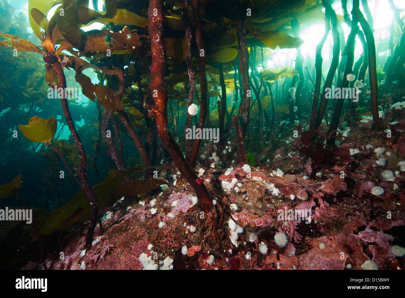 Ein dicker Teppich aus Seetang bedeckt die felsige Riff in Browning Passage befindet sich in Browning Passage, Vancouver Island, Kanada Stockfoto
