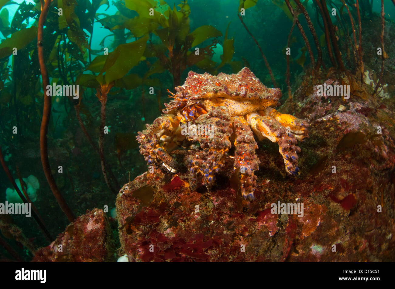 Eine Königskrabbe Puget Sound, Lopholithodes Mandtii, liegt unter den Seetang im Discovery Passage, Vancouver Island, British Columbia, Stockfoto