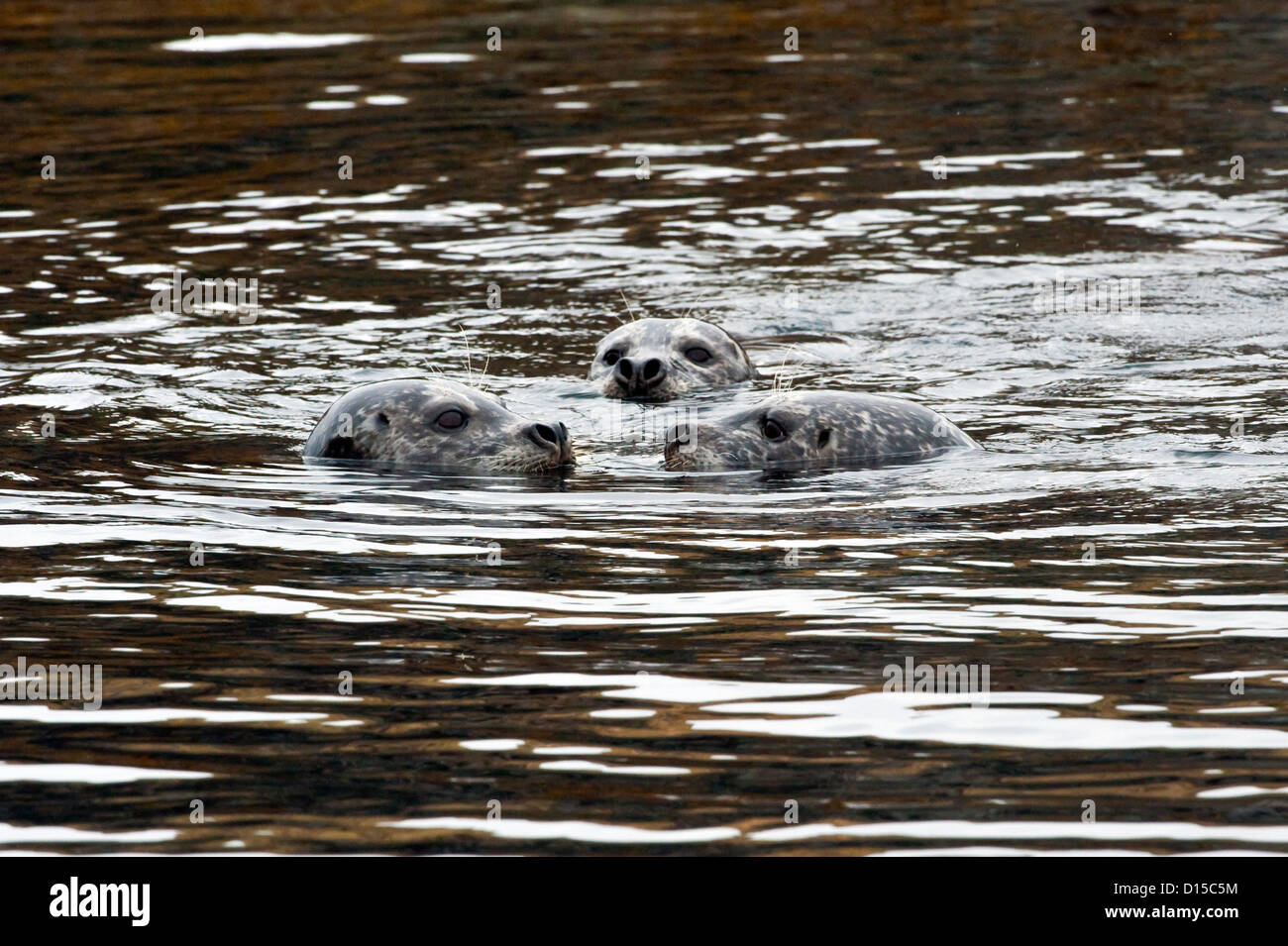 Seehunde, Phoca Vitulina, befinden sich entlang der Küste von Quadra Island, Britisch-Kolumbien, Kanada Stockfoto