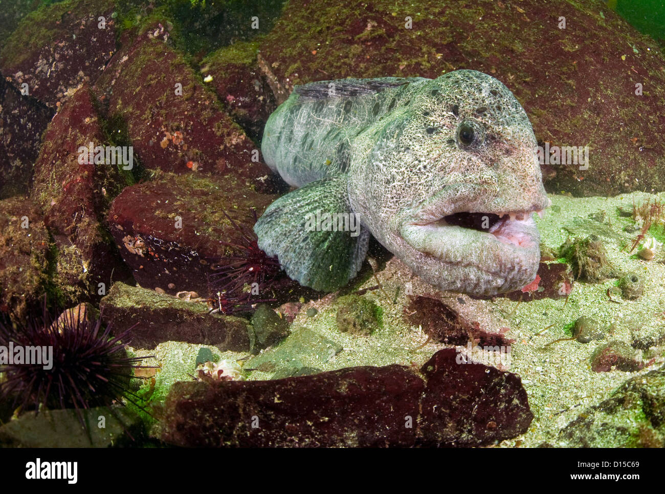 Ein Wolf-Aal, Anarrhuchthys Ocellatus, späht aus seiner Höhle Offshore-Nanaimo, Vancouver Island, British Columbia, Kanada Stockfoto