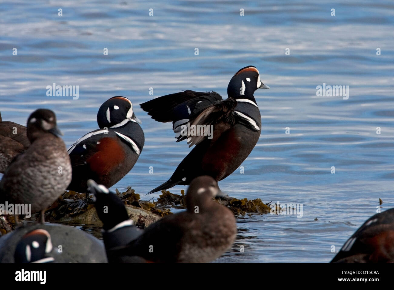 Harlekin-Enten (Histrionicus Histrionicus) auf Felsen entlang der Küste bei Bowser, Vancouver Island, BC, Kanada im März Stockfoto