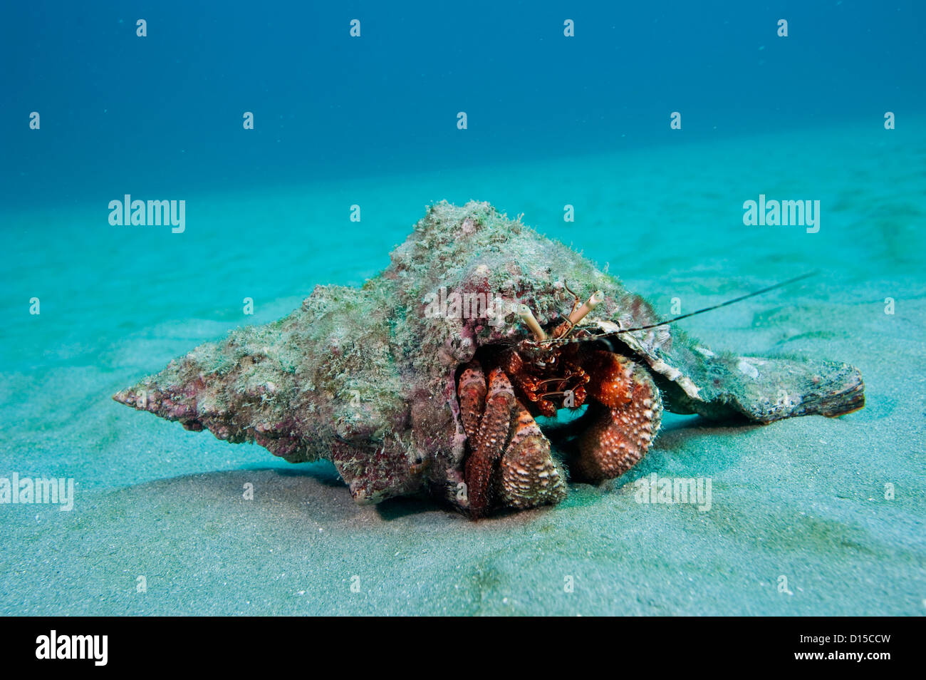 Riesiger Roter Einsiedlerkrebs, Petrochirus Diogenes, fotografierte Offshore-Palm Beach, Florida, Vereinigte Staaten von Amerika. Stockfoto