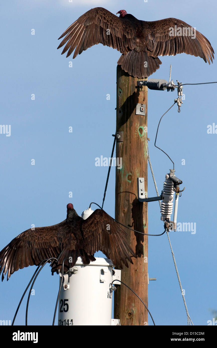 2 Türkei Geier (Cathartes Aura) beide mit Flügel ausgestreckt, ein auf telegraph Pole der anderen an einem Trafo in Nanaimo, BC Stockfoto