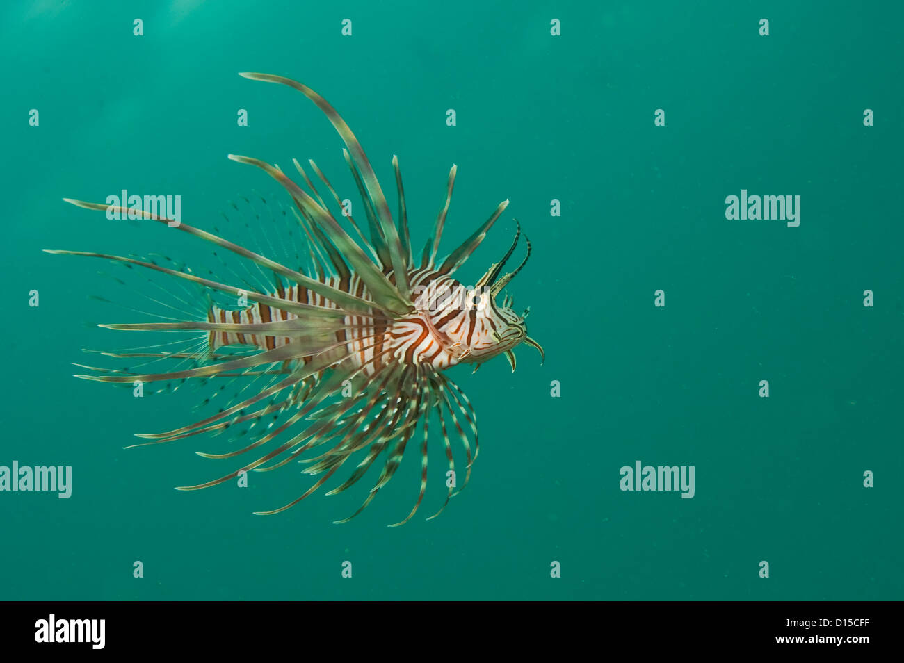 Ein Volitans Rotfeuerfische, Pterois Volitans, eine invasive Speceies geistert die Gewässer des Palm Beach County, Florida, Vereinigte Staaten Stockfoto