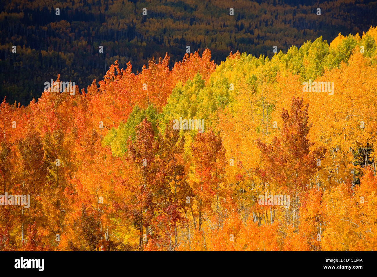 In der Nähe von Steamboat Springs, Colorado Herbst Aspen Bäume auf Buffalo-Pass. Stockfoto