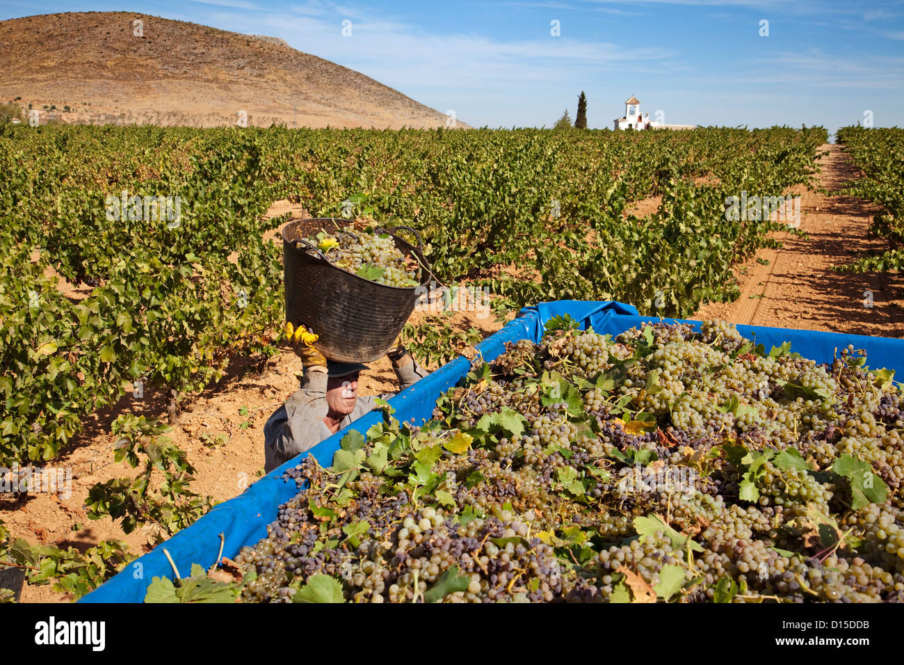 Muscadine Trauben Vintage Mollina Malaga Andalusien Spanien Vendimia de Uvas Moscatel de Mollina Malaga Andalusien España Stockfoto