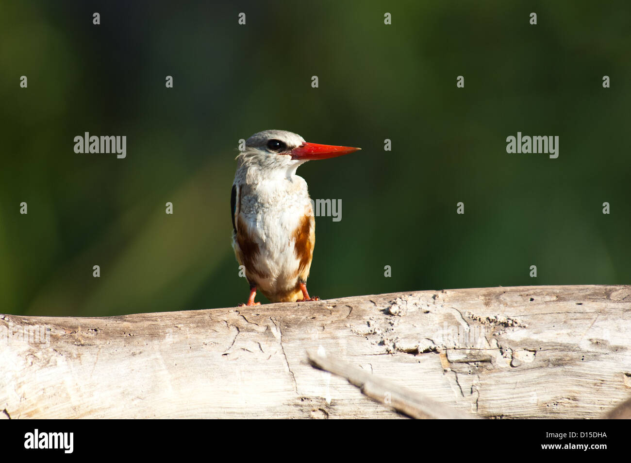 Grey-Headed Kingfisher (Halcyon Leucocephala) am Lake Manyara Tansania Afrika Stockfoto