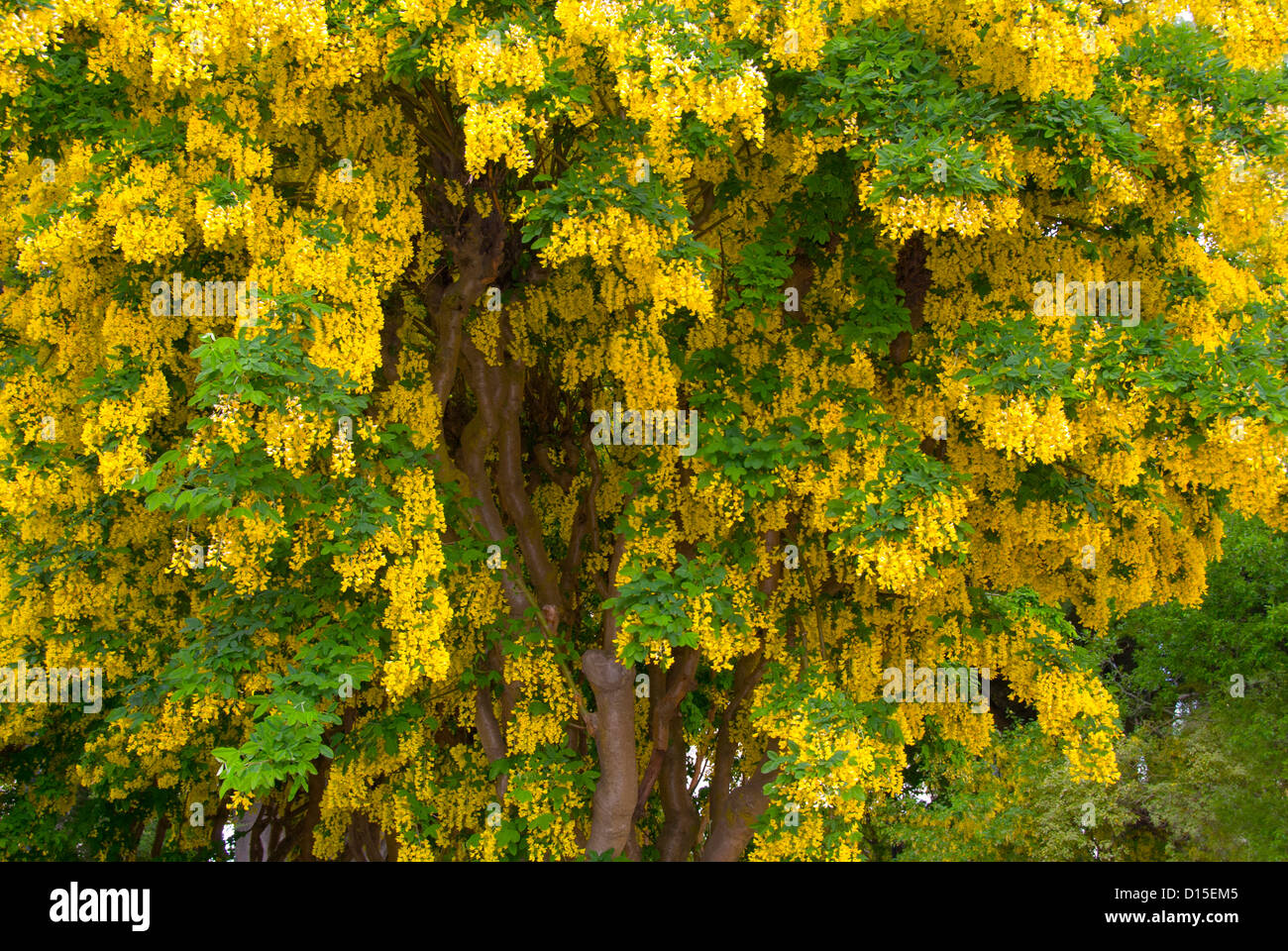 Chile, Magallanes und Antarktis Chilena Region, Punta Arenas, Baum mit gelben Blüten Stockfoto