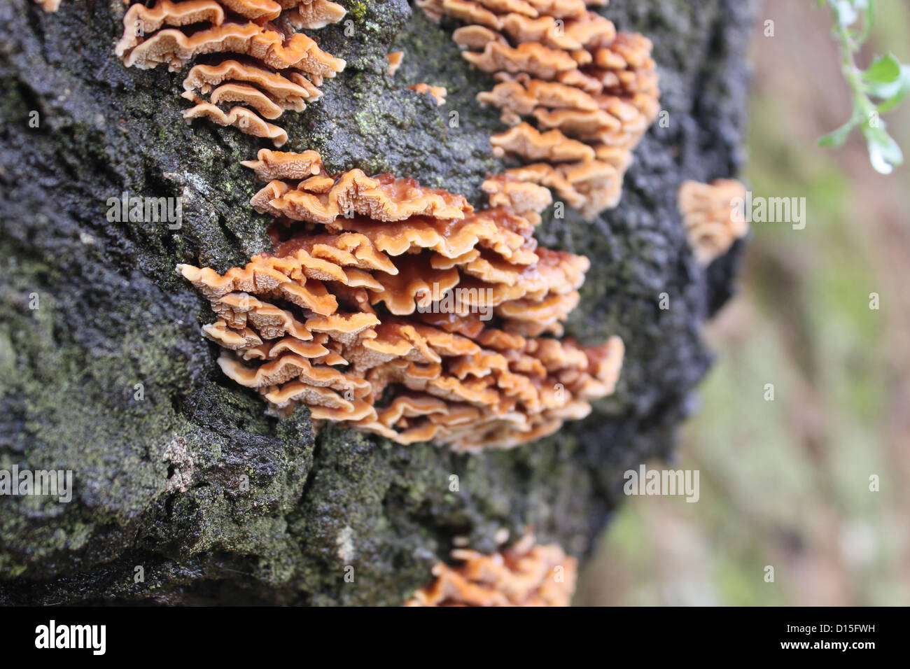 Wilde Pilzzucht auf einem faulenden Baum Stockfoto