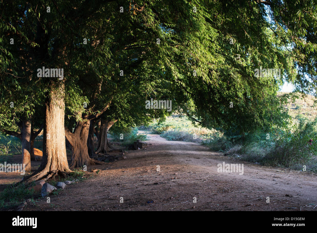Indische Landstraße mit Tamarinde Bäumen gesäumt. Andhra Pradesh, Indien Stockfoto