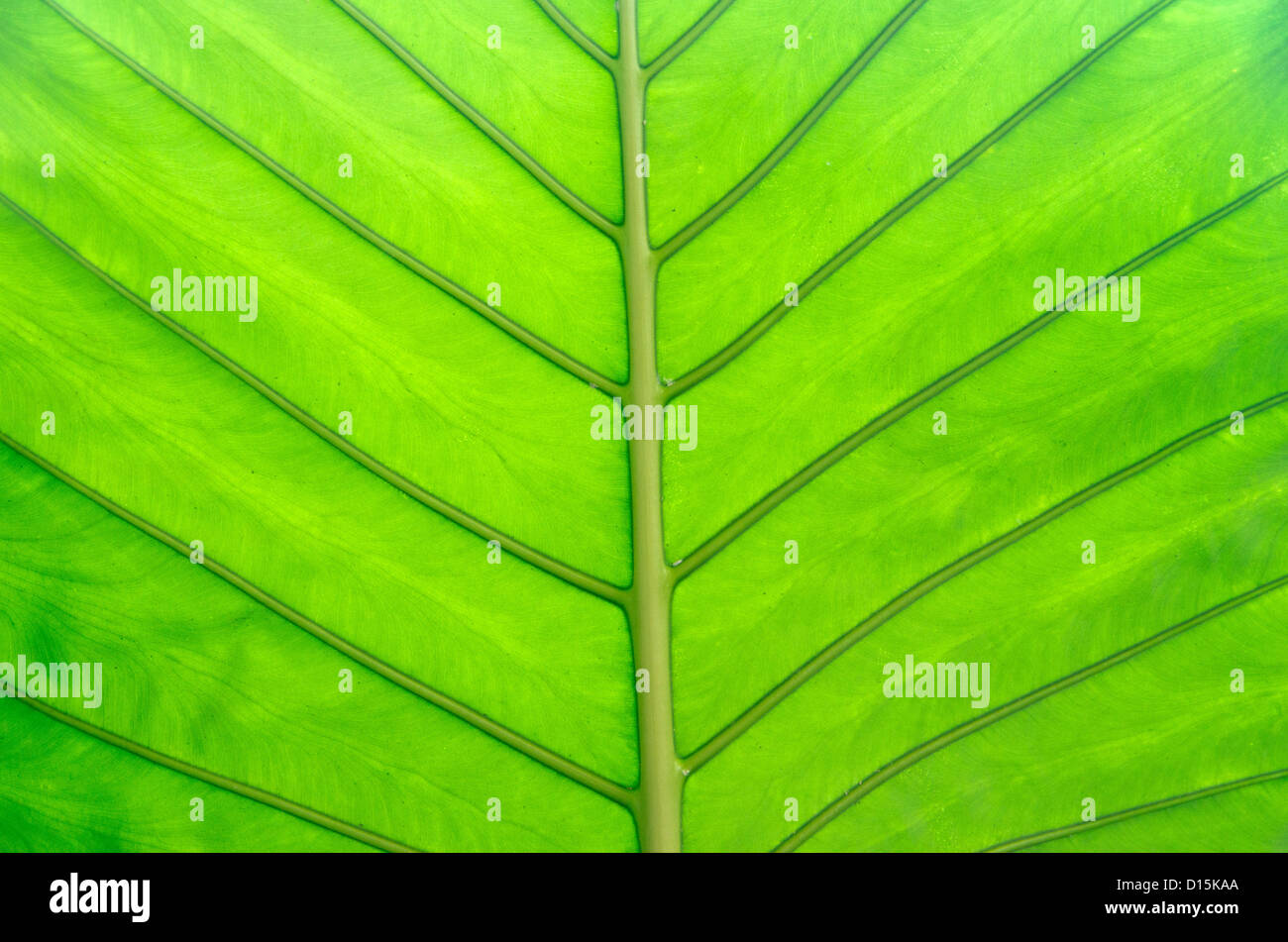 grünes Blatt-Textur hautnah Stockfoto