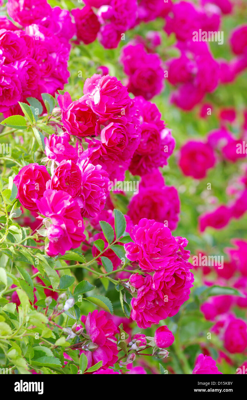 Rosen auf einem Busch in einem Garten Stockfoto