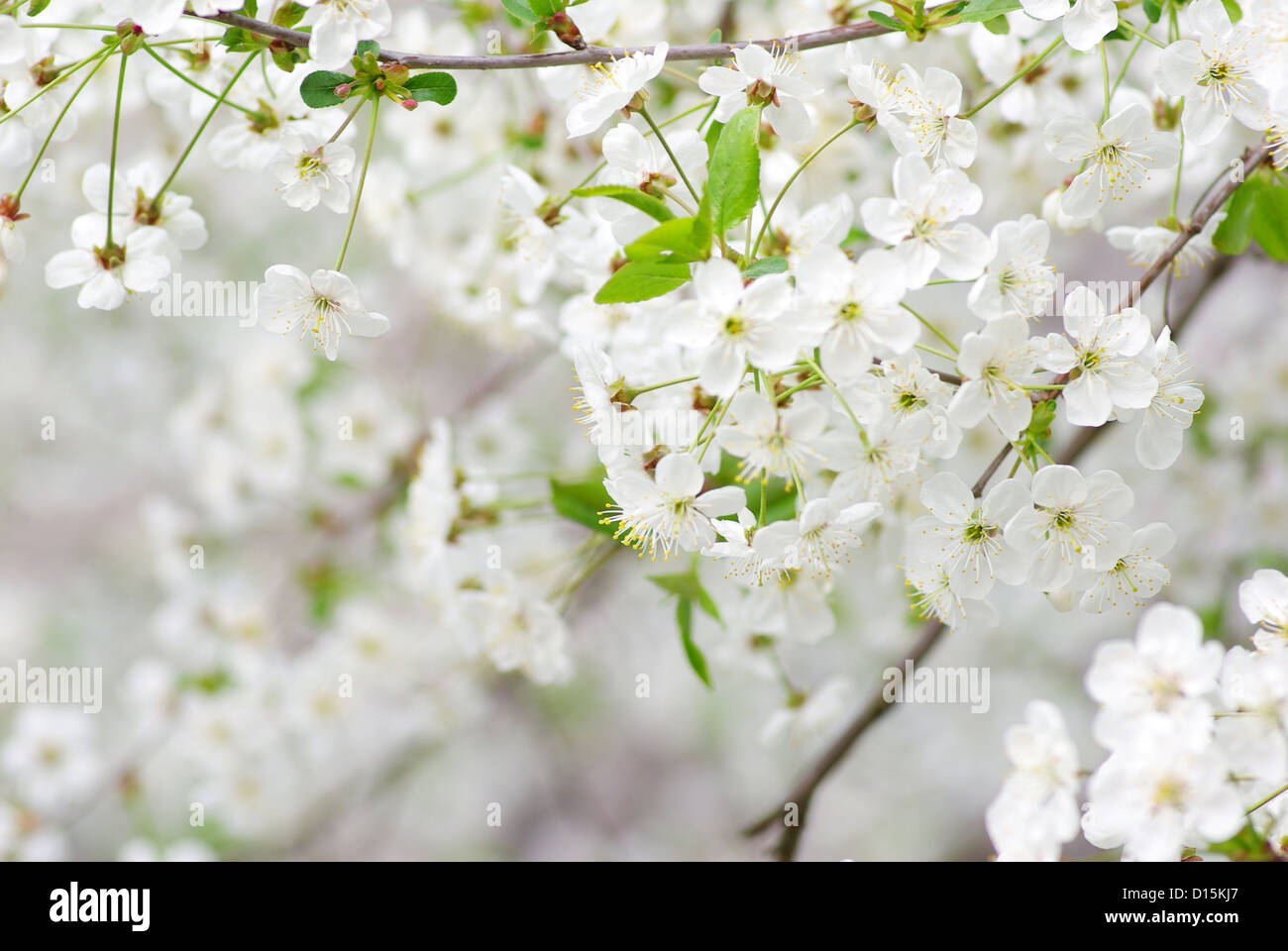 Nahaufnahme von der Kirsche Frühlingsblüten Stockfoto
