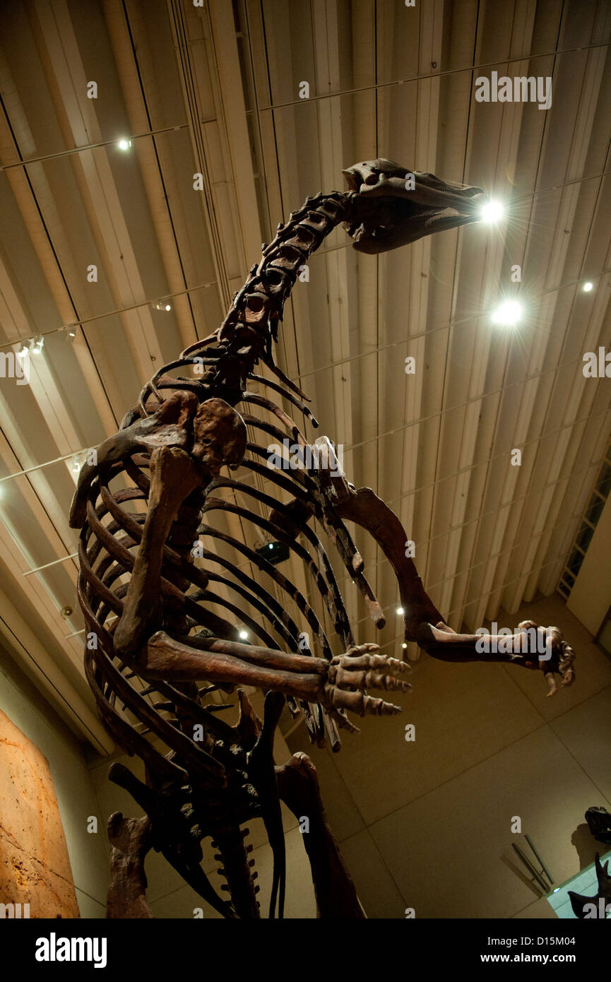 Replik-Dinosaurier-Skelett im museum Stockfoto