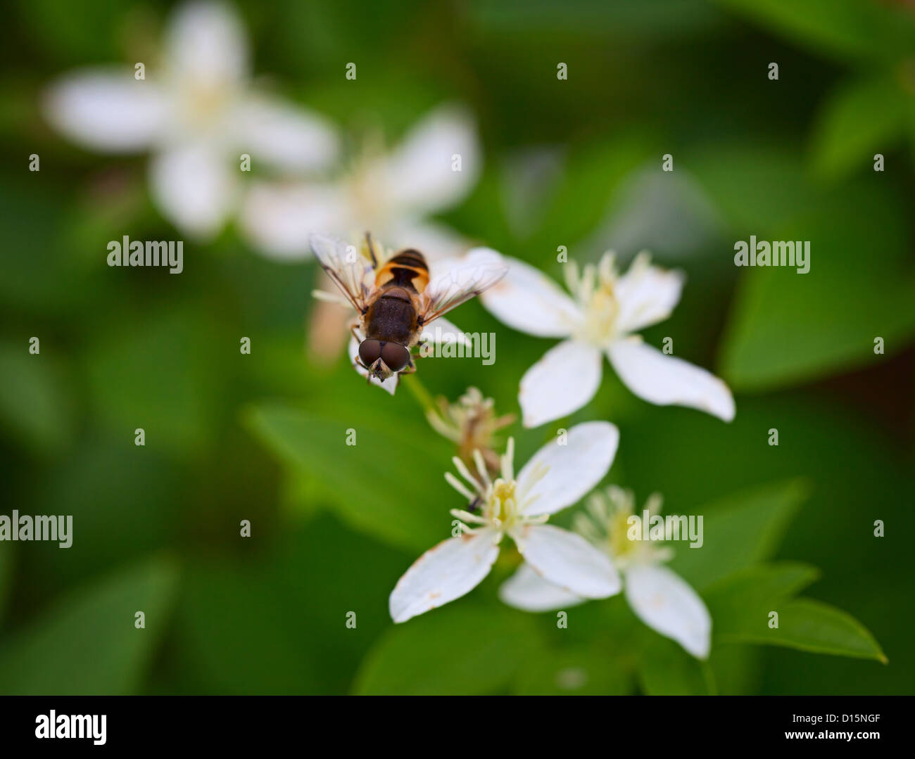 Fliegen Sie wie eine Biene auf eine weiße Blume - Syrphidae Stockfoto