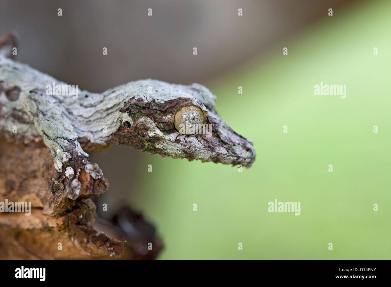 Blatt - tailed Gecko Stockfoto