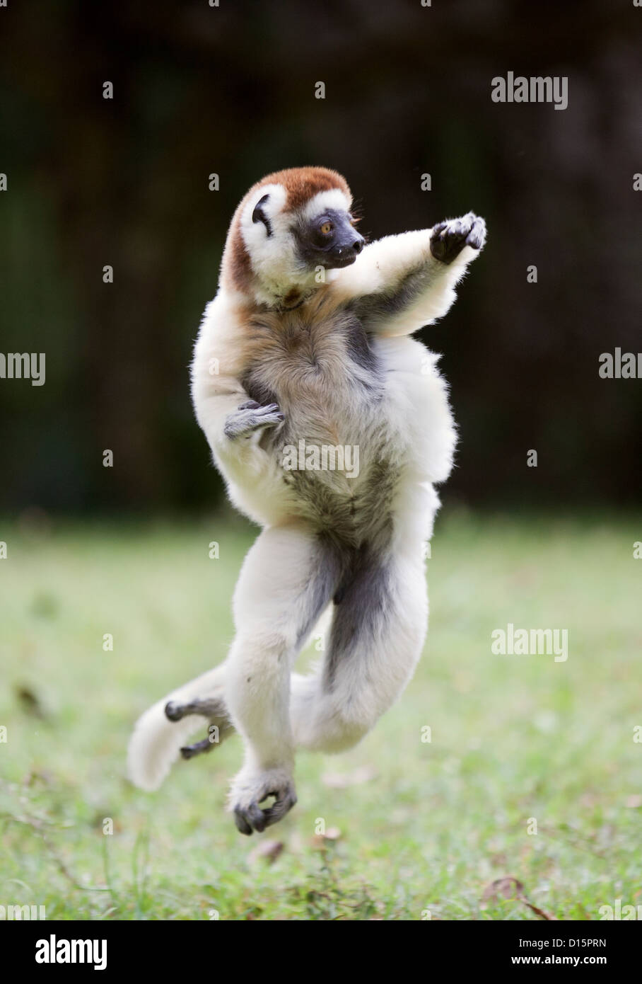 Tanzende Lemur Stockfoto