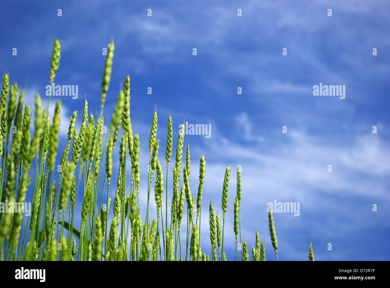 Frühsommer-Mais mit einem blauen Himmelshintergrund Stockfoto